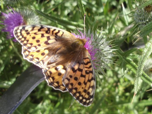 Top view of fritillary